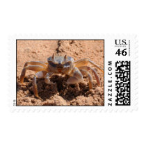 I see you - crab at the beach close up postage