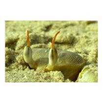 I see you - crab at the beach close up posters