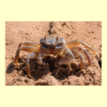 I see you - crab at the beach close up posters