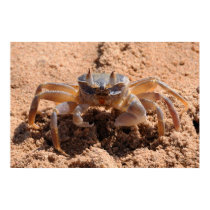 I see you - crab at the beach close up posters