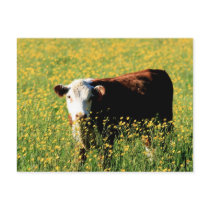 I see you postcards by jodi_tripp I see you postcards