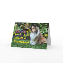 I Smell a Birthday Sheltie cards