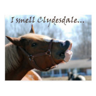 I smell clydesdales postcard