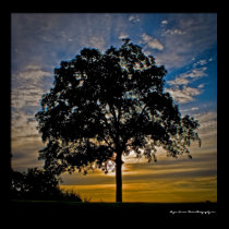"I stand alone" - Photgraphic art poster Print NEW posters