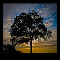 "I stand alone" - Photographic art on Canvas posters