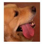 dog, dogs, doggy, puppy, canine, happy, smiling,