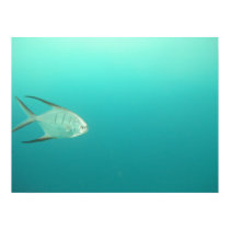 I swim alone posters