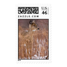 I’ve Got My Eye On You Postage Stamps