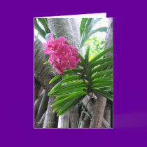 Iao Valley - Maui, Hawaii cards