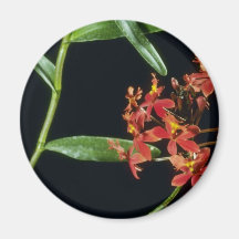 Ibaguense (Epidendrum) flowers Magnets