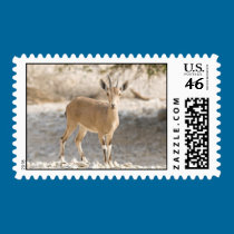 Ibex - Yael stamps