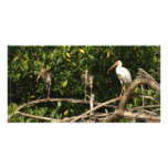 Ibis Birds in San Blas Mexico Customized Photo Card