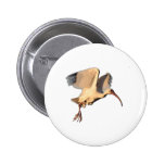 Ibis Drawing Button
