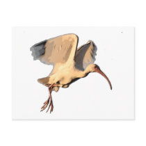 Ibis Drawing postcards