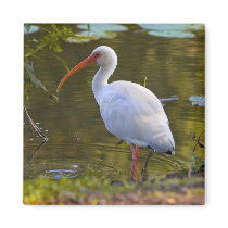 Ibis Drinking at the Pond Magnet by GrandmaDee Ibis Drinking at the Pond Magnet