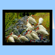 IBIS FLOCK cards