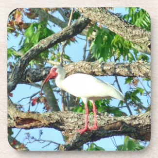 Ibis in Goldenrain