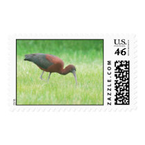 Ibis Postage stamps