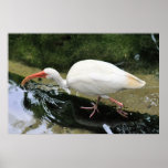 Ibis Posters
