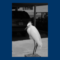 Ibis posters