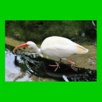Ibis posters