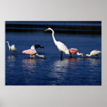 Ibis, spoonbills, great egret, blue heron and snow poster
