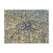 IBSP Jetty Spider Postcard