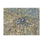 IBSP Jetty Spider Postcard