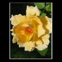 =IcaruS= Peachy Rose: Postcards postcards