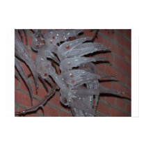 Ice Berries posters by baubalred Ice Berries posters