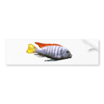 Ice Blue Zebra Cichlid Bumper Sticker