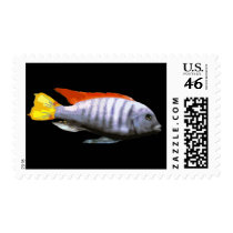 Ice Blue Zebra Cichlid Postage Stamp
