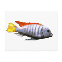 Ice Blue Zebra Cichlid Post Card