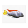 Ice Blue Zebra Cichlid Post Card
