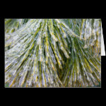 Ice-Coated Pine Needles Card