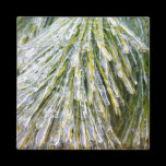 Ice Coated Pine Needles Magnet
