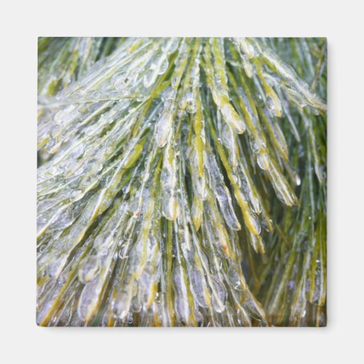 Ice Coated Pine Needles Magnet