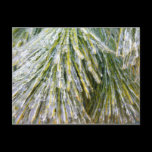 Ice Coated Pine Needles Postcard