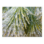 Ice Coated Pine Needles Postcard