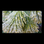 Ice Coated Pine Needles Print