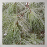 Ice Covered Pine posters