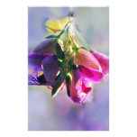 Ice cream bush flowers and meaning stationery design