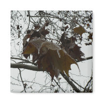 Ice encrusted leaves. magnets by Acorns_tree Ice encrusted leaves. magnets