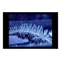 Ice Fern posters by CorjdaughterofCora Ice Fern posters