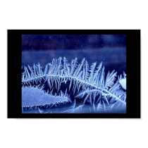 Ice Fern posters by CorjdaughterofCora Ice Fern posters