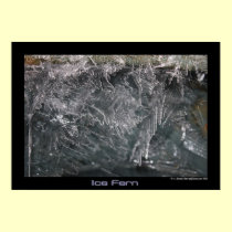 Ice Fern Poster posters