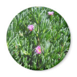 Ice Plant 3 Blooms Magnet