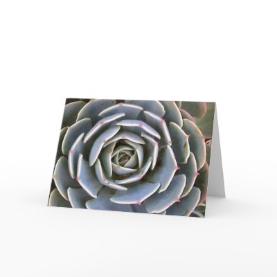 Ice Plant Greeting Cards by captphrank