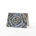 Ice Plant cards