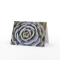 Ice Plant cards